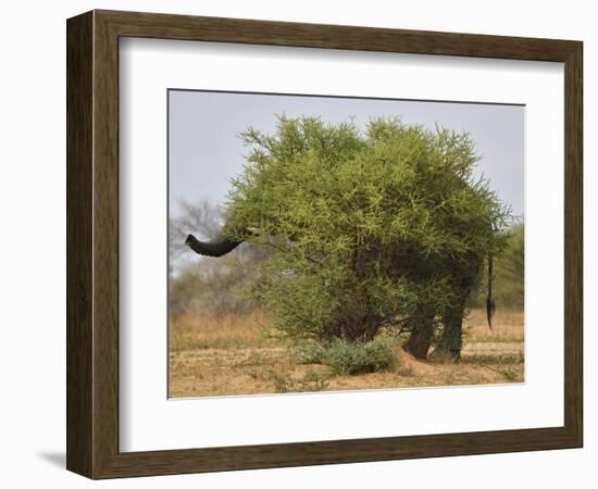 African elephant hidden behind a bush, South Africa-Staffan Widstrand-Framed Photographic Print