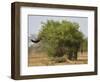 African elephant hidden behind a bush, South Africa-Staffan Widstrand-Framed Photographic Print