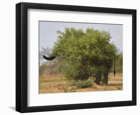 African elephant hidden behind a bush, South Africa-Staffan Widstrand-Framed Photographic Print