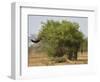 African elephant hidden behind a bush, South Africa-Staffan Widstrand-Framed Photographic Print