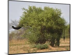African elephant hidden behind a bush, South Africa-Staffan Widstrand-Mounted Photographic Print