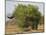 African elephant hidden behind a bush, South Africa-Staffan Widstrand-Mounted Photographic Print