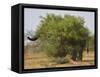 African elephant hidden behind a bush, South Africa-Staffan Widstrand-Framed Stretched Canvas