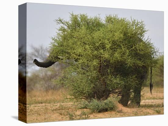 African elephant hidden behind a bush, South Africa-Staffan Widstrand-Stretched Canvas