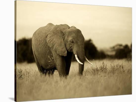 African Elephant in Amboseli National Park, Kenya-Santosh Saligram-Stretched Canvas