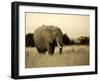 African Elephant in Amboseli National Park, Kenya-Santosh Saligram-Framed Premium Photographic Print