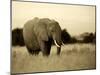 African Elephant in Amboseli National Park, Kenya-Santosh Saligram-Mounted Premium Photographic Print