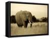 African Elephant in Amboseli National Park, Kenya-Santosh Saligram-Framed Stretched Canvas