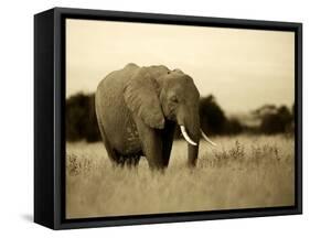 African Elephant in Amboseli National Park, Kenya-Santosh Saligram-Framed Stretched Canvas