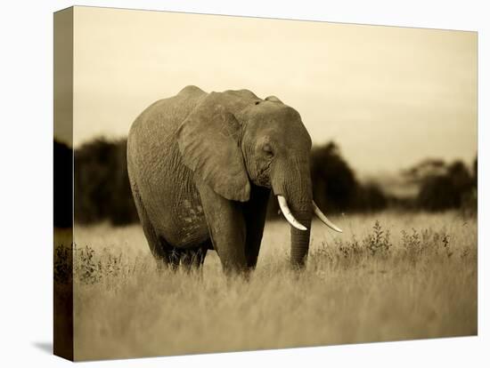 African Elephant in Amboseli National Park, Kenya-Santosh Saligram-Stretched Canvas