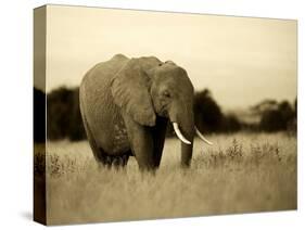 African Elephant in Amboseli National Park, Kenya-Santosh Saligram-Stretched Canvas