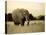 African Elephant in Amboseli National Park, Kenya-Santosh Saligram-Stretched Canvas