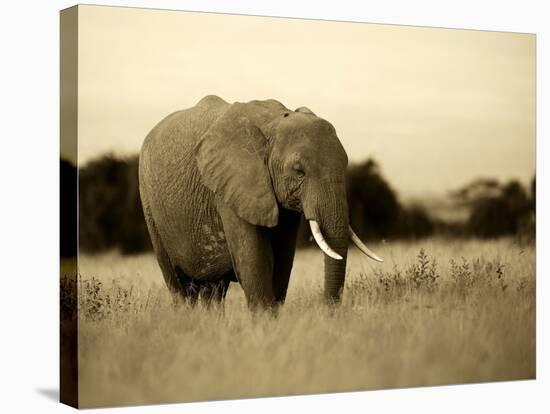 African Elephant in Amboseli National Park, Kenya-Santosh Saligram-Stretched Canvas