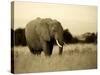 African Elephant in Amboseli National Park, Kenya-Santosh Saligram-Stretched Canvas