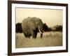 African Elephant in Amboseli National Park, Kenya-Santosh Saligram-Framed Photographic Print