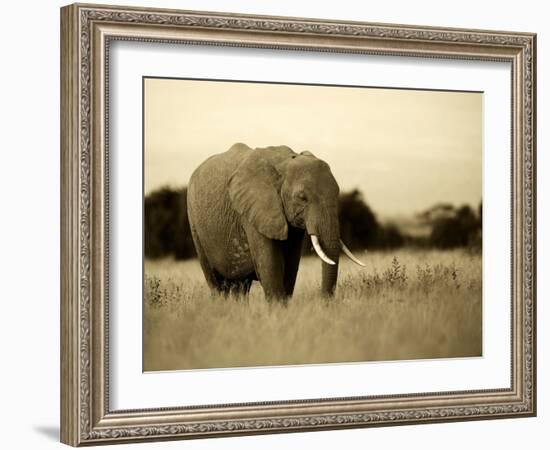 African Elephant in Amboseli National Park, Kenya-Santosh Saligram-Framed Photographic Print