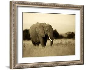 African Elephant in Amboseli National Park, Kenya-Santosh Saligram-Framed Photographic Print