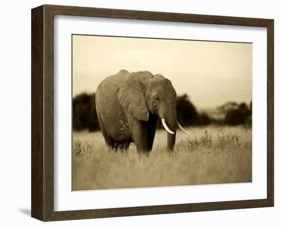 African Elephant in Amboseli National Park, Kenya-Santosh Saligram-Framed Photographic Print