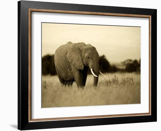 African Elephant in Amboseli National Park, Kenya-Santosh Saligram-Framed Photographic Print