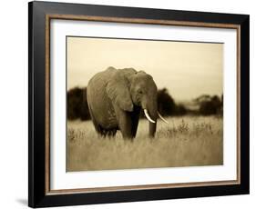 African Elephant in Amboseli National Park, Kenya-Santosh Saligram-Framed Photographic Print