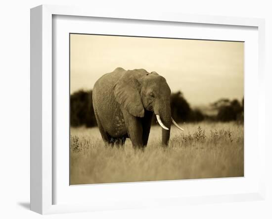 African Elephant in Amboseli National Park, Kenya-Santosh Saligram-Framed Photographic Print