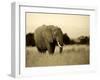 African Elephant in Amboseli National Park, Kenya-Santosh Saligram-Framed Photographic Print