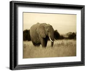 African Elephant in Amboseli National Park, Kenya-Santosh Saligram-Framed Photographic Print