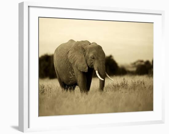 African Elephant in Amboseli National Park, Kenya-Santosh Saligram-Framed Photographic Print