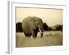 African Elephant in Amboseli National Park, Kenya-Santosh Saligram-Framed Photographic Print