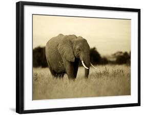 African Elephant in Amboseli National Park, Kenya-Santosh Saligram-Framed Photographic Print