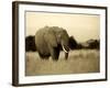 African Elephant in Amboseli National Park, Kenya-Santosh Saligram-Framed Photographic Print