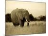 African Elephant in Amboseli National Park, Kenya-Santosh Saligram-Mounted Photographic Print