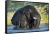 African Elephant in Chobe River, Chobe National Park, Botswana-Paul Souders-Framed Stretched Canvas