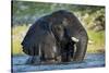 African Elephant in Chobe River, Chobe National Park, Botswana-Paul Souders-Stretched Canvas