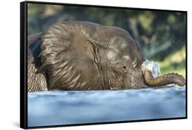 African Elephant in Chobe River, Chobe National Park, Botswana-Paul Souders-Framed Stretched Canvas