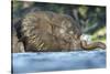 African Elephant in Chobe River, Chobe National Park, Botswana-Paul Souders-Stretched Canvas