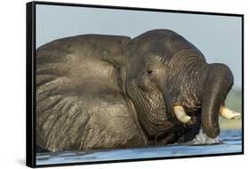 African Elephant in Chobe River, Chobe National Park, Botswana-Paul Souders-Framed Stretched Canvas