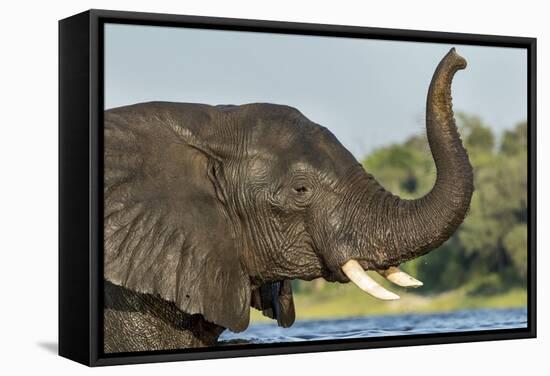 African Elephant in Chobe River, Chobe National Park, Botswana-Paul Souders-Framed Stretched Canvas