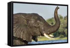 African Elephant in Chobe River, Chobe National Park, Botswana-Paul Souders-Framed Stretched Canvas