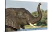 African Elephant in Chobe River, Chobe National Park, Botswana-Paul Souders-Stretched Canvas