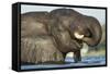 African Elephant in Chobe River, Chobe National Park, Botswana-Paul Souders-Framed Stretched Canvas