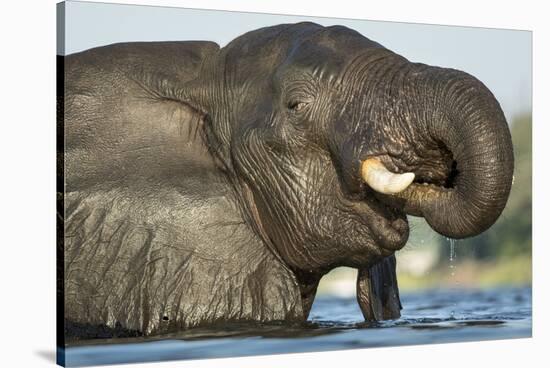 African Elephant in Chobe River, Chobe National Park, Botswana-Paul Souders-Stretched Canvas
