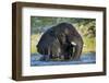 African Elephant in Chobe River, Chobe National Park, Botswana-Paul Souders-Framed Photographic Print