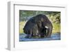 African Elephant in Chobe River, Chobe National Park, Botswana-Paul Souders-Framed Photographic Print