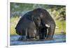 African Elephant in Chobe River, Chobe National Park, Botswana-Paul Souders-Framed Photographic Print