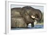 African Elephant in Chobe River, Chobe National Park, Botswana-Paul Souders-Framed Photographic Print