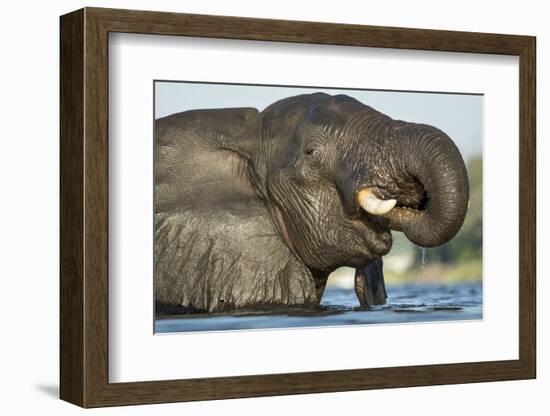 African Elephant in Chobe River, Chobe National Park, Botswana-Paul Souders-Framed Photographic Print