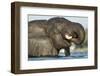 African Elephant in Chobe River, Chobe National Park, Botswana-Paul Souders-Framed Photographic Print