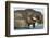 African Elephant in Chobe River, Chobe National Park, Botswana-Paul Souders-Framed Photographic Print