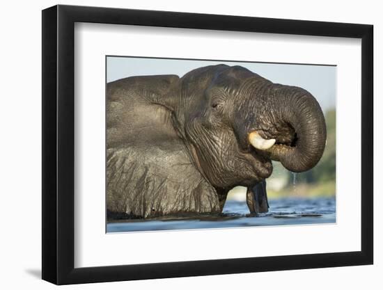 African Elephant in Chobe River, Chobe National Park, Botswana-Paul Souders-Framed Photographic Print